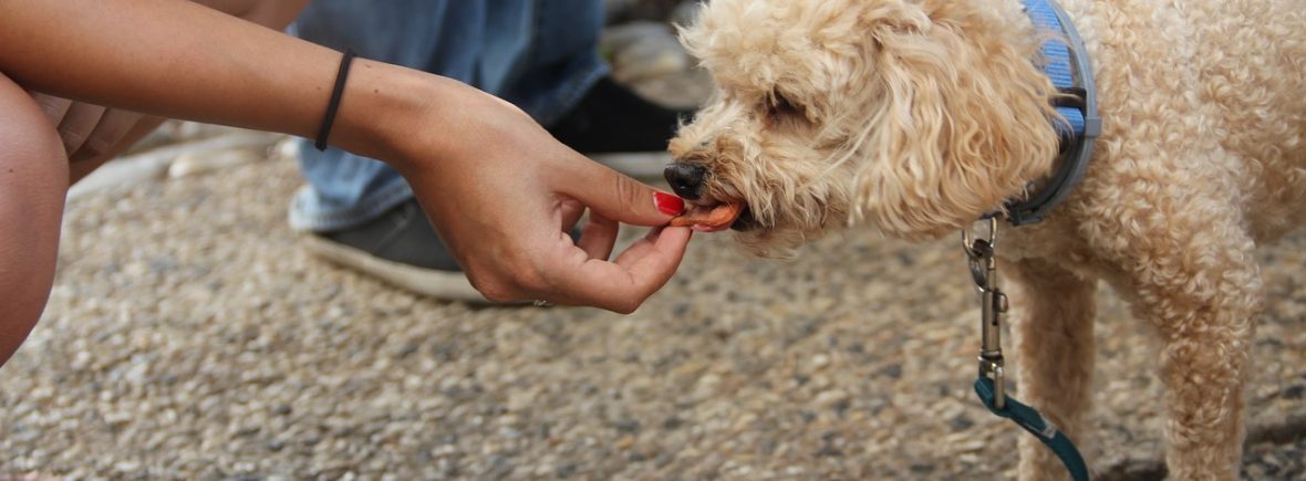 Dog treats - Holly's Happy Hounds